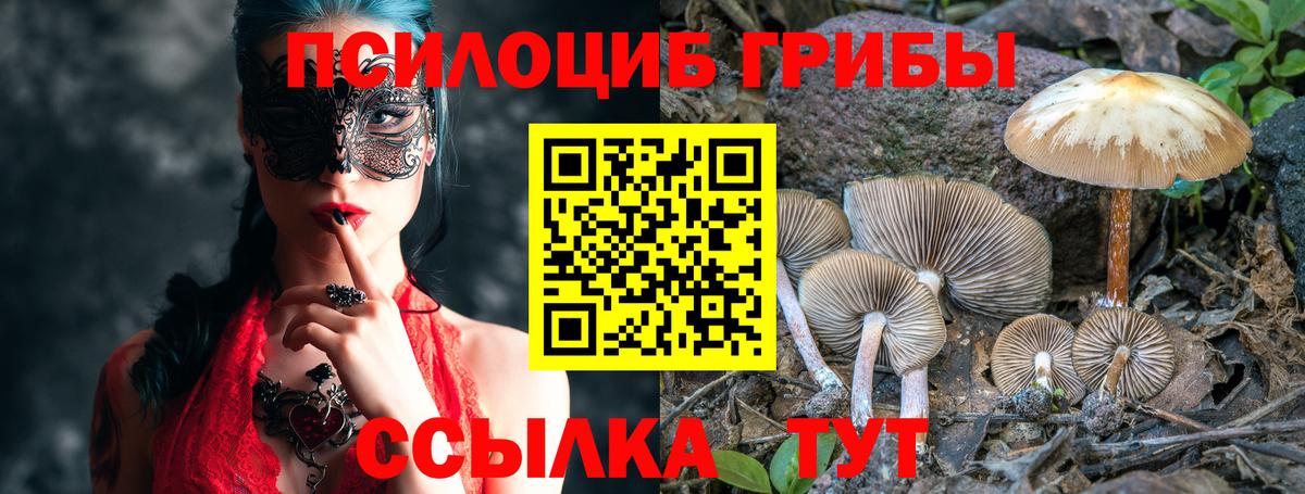 Галлюциногенные грибы Psilocybe Междуреченск